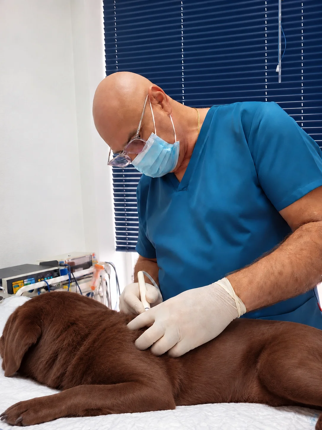 Oleg Garkavy atendiendo a un labrador marrón en DOCVET